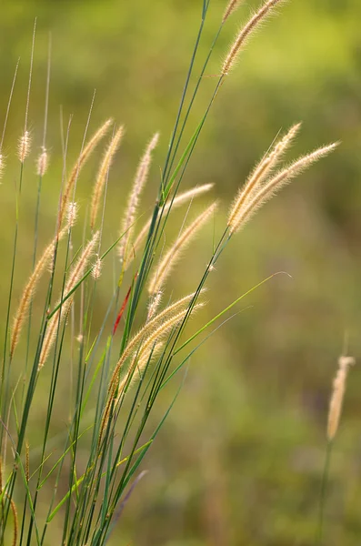 Broga Hill Malezya — Stok fotoğraf