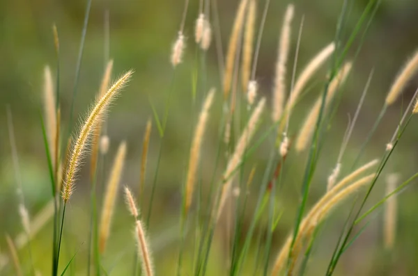 Broga Hill Maleisië — Stockfoto