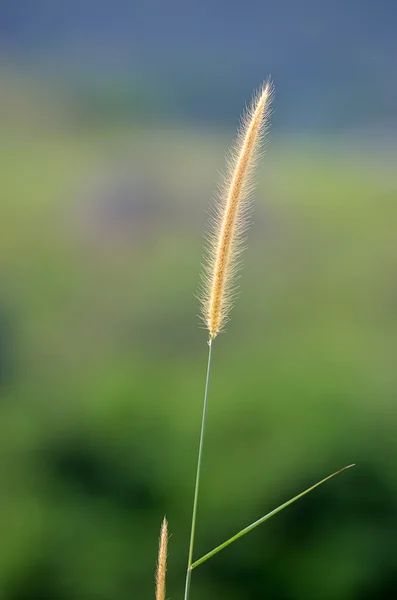 Broga Hill Malasia — Foto de Stock