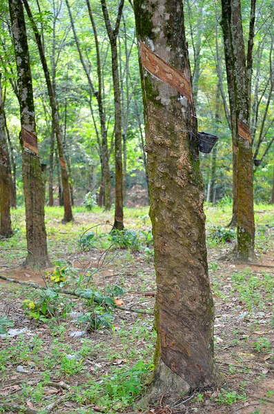 Imagen de stock de árbol de goma —  Fotos de Stock