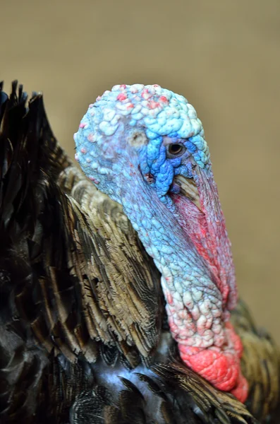 野生のトルコ(melagris gallopavo) — ストック写真