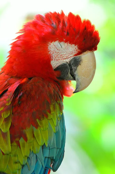 Immagine stock di un pappagallo — Foto Stock