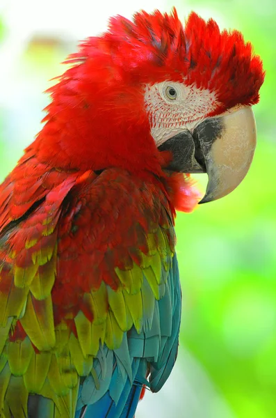 Stock image of a parrot — Stock Photo, Image