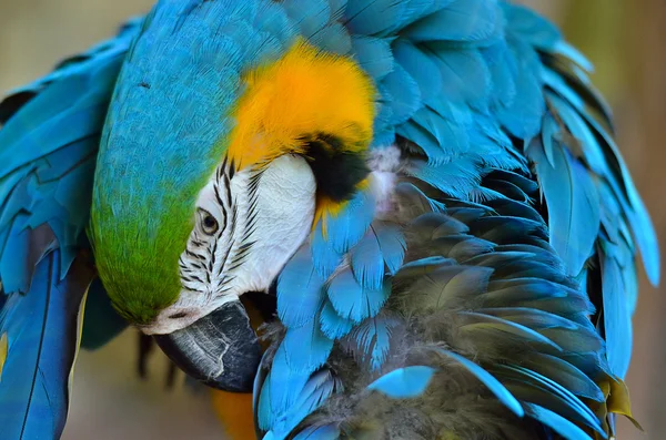 Stock beeld van een papegaai — Stockfoto