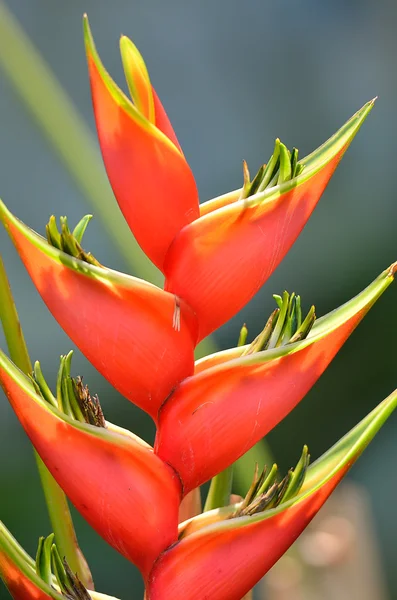 Close-up flower Stock Image