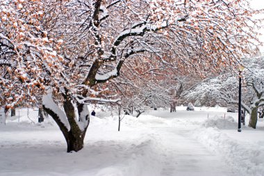 Boston, Massachusetts, ABD 'de kar yağışının stok görüntüsü