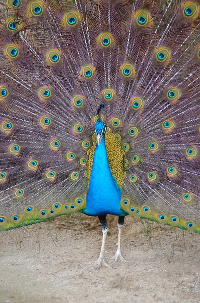 Retrato de hermoso pavo real con plumas —  Fotos de Stock