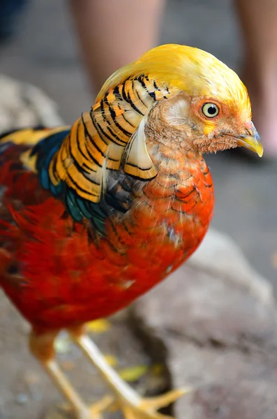 Retrato de hermoso pavo real con plumas — Foto de Stock