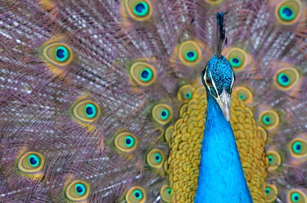Tüylü güzel tavus kuşunun portresi — Stok fotoğraf