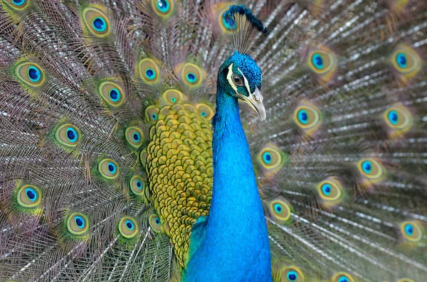 Retrato de hermoso pavo real con plumas — Foto de Stock