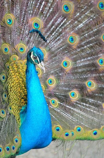 Ritratto di bellissimo pavone con piume fuori — Foto Stock