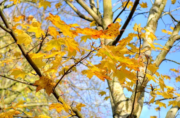 Το Kelvingrove Πινακοθήκη και Μουσείο, Γλασκώβη, Σκωτία — Φωτογραφία Αρχείου