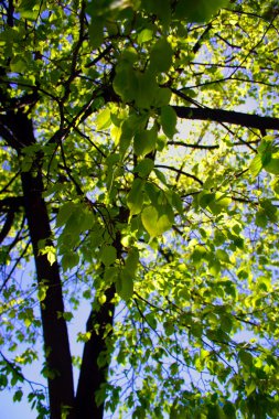 İlkbaharda çiçek çiçek