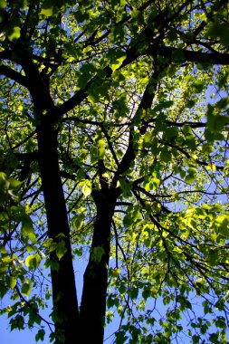 İlkbaharda çiçek çiçek