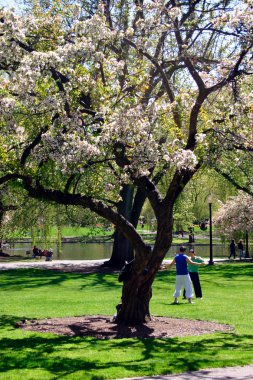 İlkbaharda çiçek çiçek