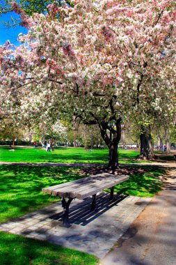Boston halk bahçesinde bahar sırasında kiraz çiçeği