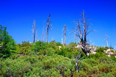Yosemite Milli Parkı, ABD