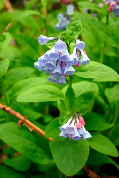 Stock image of Virginia Blue Bell — Stock Photo, Image