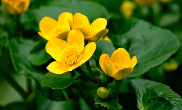 Flower in the swam — Stock Photo, Image