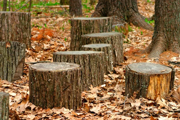 Cerrar imagen de un tronco de árbol —  Fotos de Stock