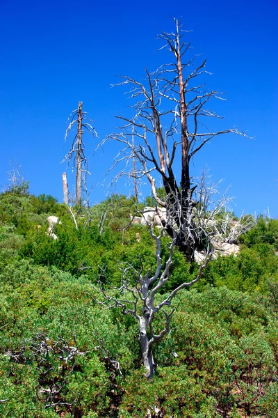 Parque Nacional Yosemite, EE.UU. —  Fotos de Stock