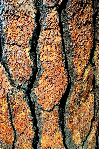 Padrão revelado em um close-up de uma casca de árvore — Fotografia de Stock