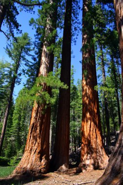 Mariposa grove, yosemite Milli Parkı