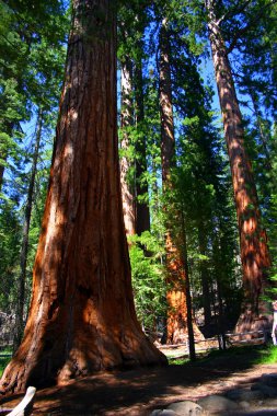 Mariposa grove, yosemite Milli Parkı