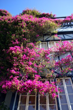 Lombard Street, San Francisco