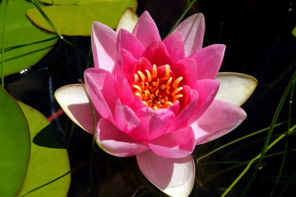 Abschluss des Lotus in einem Teich — Stockfoto