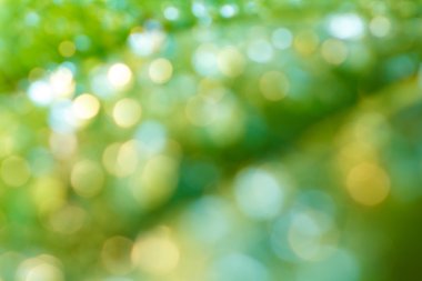 yeşil ve altın dairesel bokeh soyut