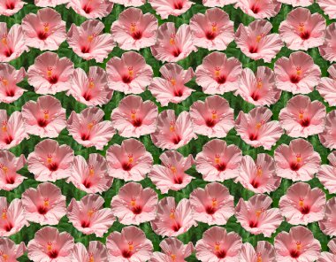 pembe ebegümeci yaprakları, çiçek seamless modeli ile