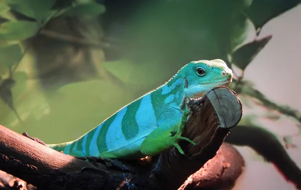 bir ağaç dalı yeşil iguana