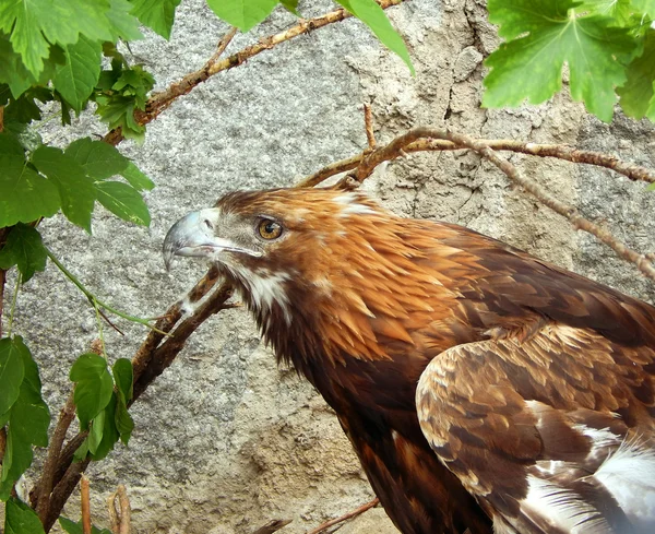 Ein verstörender Anblick eines Adlers — Stockfoto