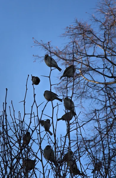 Moineaux sur les branches — Photo