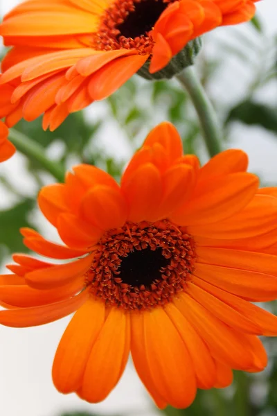 iki parlak turuncu gerbera çiçekleri