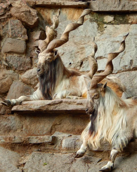 Δύο markhors αναπαύεται στα βράχια — Φωτογραφία Αρχείου