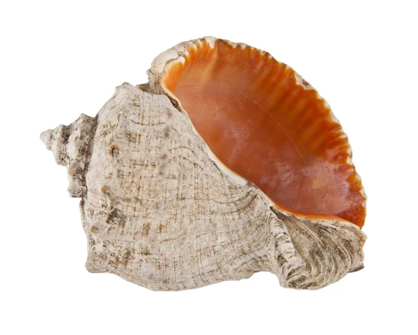 Cockleshells isolado no fundo branco — Fotografia de Stock