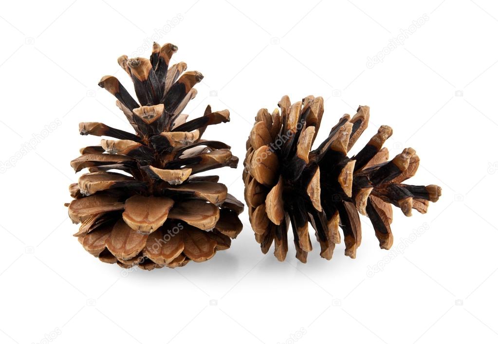 cones isolated on white background