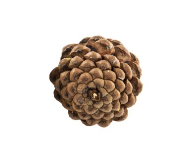 Tahta masada bir hediye.