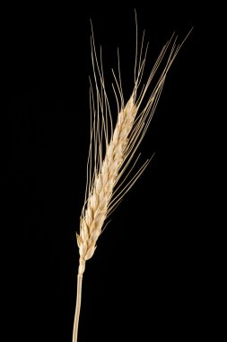 Tahta masada bir hediye.