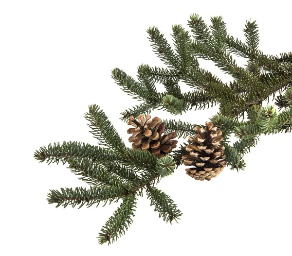 Christmas tree förgrena sig med kottar isolerad på en vit bakgrunds — Stockfoto