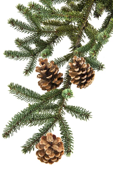 Fir branches with cones isolated on white background — Stock Photo, Image