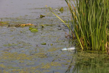 bataklık ve saz gölet