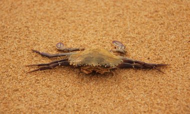 kum üzerinde ölü Yengeç
