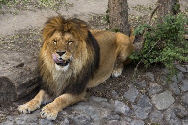 Onun Dudak yalama erkek aslan