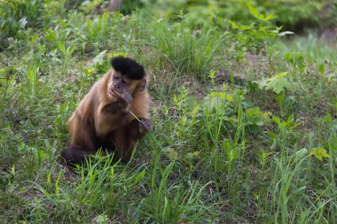 Brown Capuchin maymunu, Cabus apella
