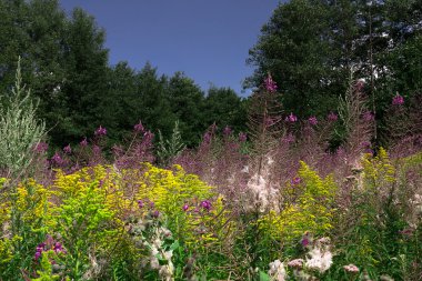 Alan grassovergrown çiçekler yaz