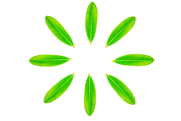 Hoja verde con patrón de círculo — Foto de Stock