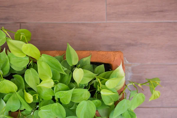 Gros plan de la petite plante sur le pot en céramique sur le sol pour le fond — Photo